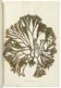 Beautiful Seaweeds Illustrated by Natural Specimens. Also, Instructions for the formation of a Herbarium of Marine Algae, and a complete list of the British species - 6