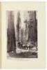 The Big Trees of California: Their History and Characteristics - 2