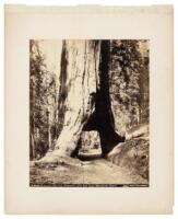 Wawona - 28 feet diameter, 275 feet high - Mariposa Grove