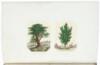 The Plants of the Bible. Trees and Shrubs. - 3