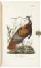 The Birds of America, from Drawings Made in the United States and Their Territories - 4