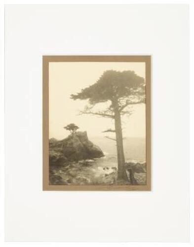 [Lone Cypress]