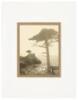 [Lone Cypress]
