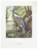 Birds of the Pacific Slope - 2