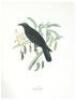 Birds of the Pacific Slope - 6