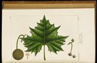 The North American Sylva; Or, A Description of the Forest Trees of the United States, Canada, and Nova Scotia...Volumes 2 & 3 only