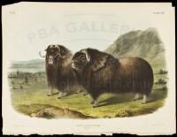 Ovibos Moschatus, Gmel. Musk Ox. Males.