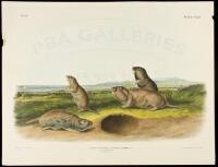 Pseudostoma Borealis, Rich. Mss. The Camas Rat. Male, Female & Young. Natural Size.