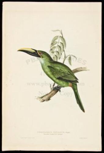 Pteroglossus Pavoninus; (Wagler). Peacock Groove-bill Ara&ccedil;ari
