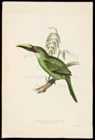 Pteroglossus Pavoninus; (Wagler). Peacock Groove-bill Araçari