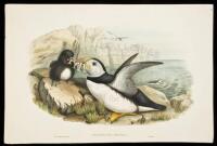 Fratercula Arctica (Puffin)