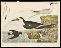 Three plates from Wilson's American Ornithology