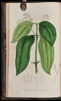 Medical Botany; Or, Illustrations and Descriptions of the medicinal Plants of the London, Edinburgh, and Dublin Pharmacopoeias. Comprising a Popular and Scientific Account of Poisonous Vegetables Indigenous to Great Britain