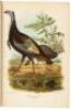 American Ornithology; or, The Natural History of the Birds of the United States - 3