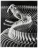 The Skeleton of a Gaboon Viper, 1952 - 2