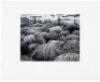 Tumbleweeds, 1962 - 3