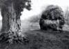 Stone and Tree, Avebury, England, 1967 - 3