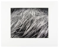 Untitled - [Matted reeds]