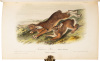 The Quadrupeds of North America - 2