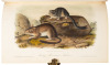 The Quadrupeds of North America - 3