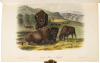 The Quadrupeds of North America - 5