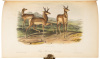 The Quadrupeds of North America - 6