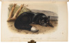 The Quadrupeds of North America - 8