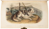 The Quadrupeds of North America - 9
