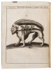 P. Gasparis Schotti ... Physica curiosa, sive Mirabilia naturae et artis libris XII. comprehensa, quibus pleraque, quæ de angelis, daemonibus, hominibus, spectris, energumensis, monstris, portentis, animalibus, meteoris, &c. rara, arcana, curiosaq[ue] cir - 16