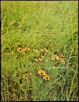 3 Days of Peace and Music [cover title] Aquarian Exposition: Woodstock Music and Art Fair