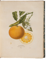 Histoire Naturelle des Orangers