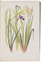 The Genus Iris