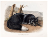 Vulpes Fulvus, Desm. Var Argentatus, Rich. American Black or Silver Fox. Natural Size