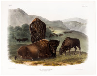 Bos Americanus, Gmei. American Bison or Buffalo. 1/8 Natural Size 1. Female, 2. Young 3. Male.