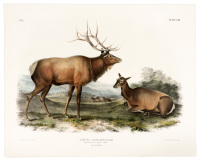 Cervus Canadensis, Ray. American Elk - Wapiti Deer. 1/7 Natural Size. Male and Female