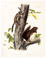 Fig. 1. Sciurus Fremontii. Townsend. Fremont's Squirrel. Natural Size / Fig 2. Sciurus Filiginosus, Bach. Sooty Squirrel. Natural Size