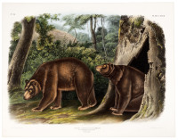 Ursus Americanus, Pallas. Var Cinnamonum, Aud. & Bach. Cinnamon Bear. Male & Female