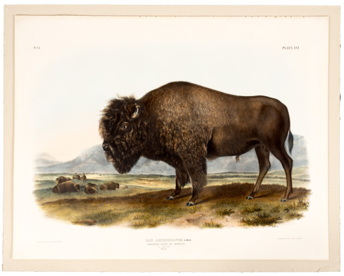 Bos Americanus, Gmel. American Bison or Buffalo. 1/7 Natural Size Male