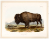 Bos Americanus, Gmel. American Bison or Buffalo. 1/7 Natural Size Male
