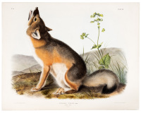 Vulpes Velox, Say. Swift Fox. Natural Size. Male.