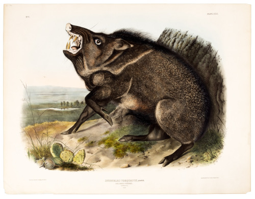 Dycoteles Torquatus, F. Cuv. Collared Peccary. 1/7 Natural Size. Male.