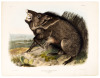 Dycoteles Torquatus, F. Cuv. Collared Peccary. 1/7 Natural Size. Male.
