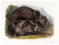 Ursus-Ferox, Lewis & Clark. Grizzly Bear. Males