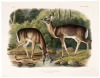 Cervus Virginianus, Pennant. Common or Virginian Deer. Old Male & Female
