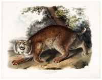 Lynx Rufus. Guldenstaed. Common American Wild Cat. &frac34; Natural Size. Male.