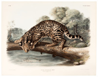Felis Pardalis, Linn. Ocelot, or Leopard-Cat. Male.