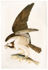 Fish Hawk, or Osprey, Falco Haliaetus. Male. Weak Fish
