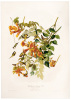Ruby-throated Humming Bird. Trochilus Colubris. Linn. Male, 1. Female, 2. Young, 3. Trumpet flower Bignonia Radicans