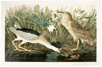 Night Heron or Qua Bird. Ardea Nycticorax, L.