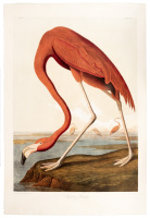 American Flamingo. Phœnnicopterus Riber, Linn. Old Male